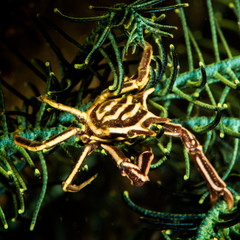 thorny crinoid crab