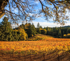 A panoramic of Autumn colors in a vineyard. Oak tree branches frame the top of the image. Pine and hard wood trees and a blue sky with puffy white clouds are in the background.