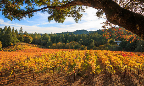 A panoramic of autumn colors of yellow and red in a vineyard. An oak tree frames the top of the image. Pine and hard wood trees and a blue sky with puffy white clouds are in the background.