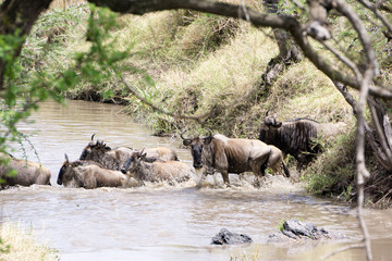 Wildebeest migration across Mara River at Serengeti Tanzania Africa