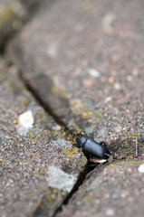 Aschgraue Sklavenameise