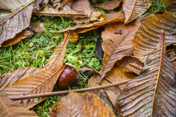 A conker on a ground under dead leaves of a chestnut tree - obrazy, fototapety, plakaty