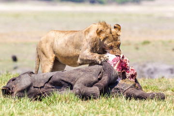 Leone nella Savana che si ciba di un elefantino