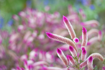 close up Celosia argentea flowers with blurred background