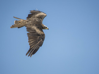 Obraz premium Aquila Reale