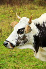 cow white in black spots