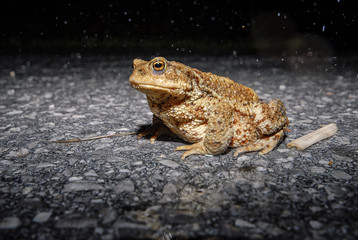 Toad on the road