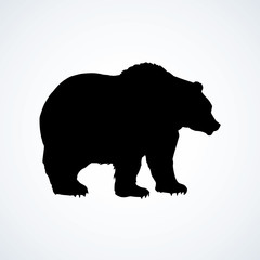 Bear. Vector drawing