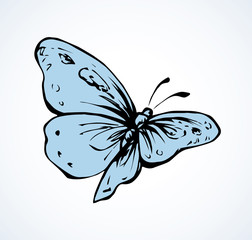 Butterfly. Vector drawing