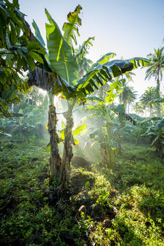 banana tree