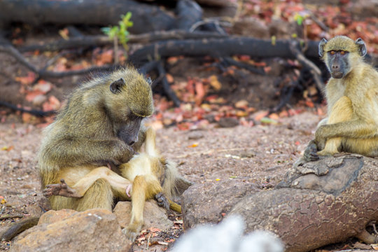 Famiglia di Babbuini nel parco Serengeti Africa Tanzania sdraiato all'ombra pacifico