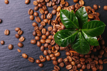 Coffee plant tree and roasted coffee beans. Top view