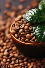 Coffee plant tree and roasted coffee beans. Horizontal view