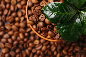 Coffee plant tree and roasted coffee beans. Top view