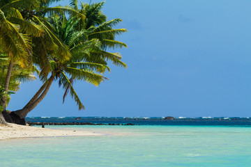 palm trees, white sand beach, blue ocean
