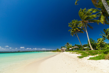 palm trees ocean beach samoa