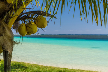 palm trees ocean beach samoa