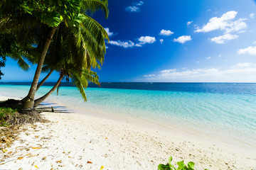palm trees ocean beach samoa - Powered by Adobe