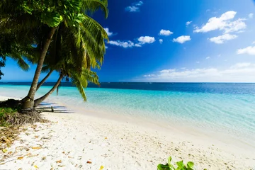  palm trees ocean beach samoa © Libor