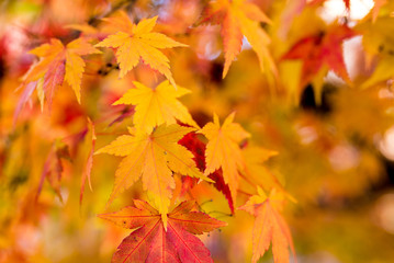 autumn foliage, colours of the nature in fall
