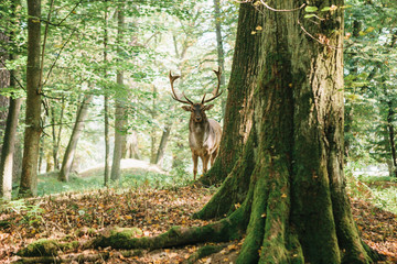 Beautiful deer with branched horns stands on a hill in an autumn forest among trees.