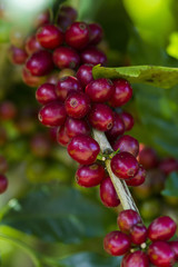 coffee beans