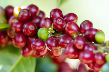 coffee beans