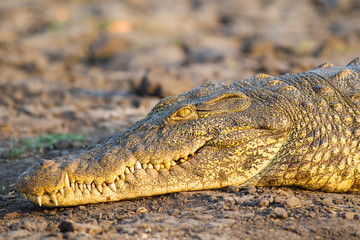 Coccodrillo africa