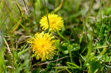 Yellow dandelion on green grass