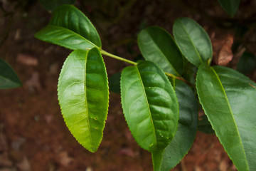 Obraz premium green tea plantation