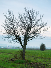 Kahler Kirschbaum im Herbst auf den Feldern um das Dorf