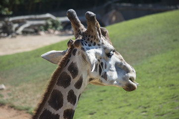 Naklejka premium Giraffa Africana