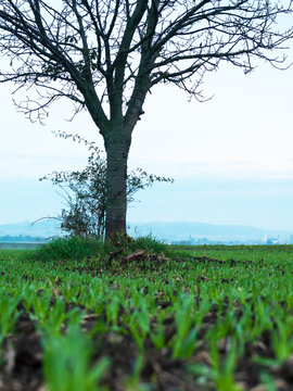 Kahler Kirschbaum im Herbst auf den Feldern um das Dorf