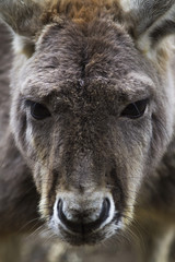 Fototapeta premium kangaroo