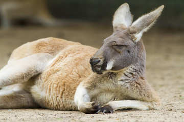 kangaroo and wallaby