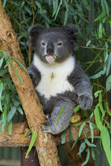 koala bear