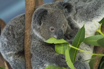 koala bear © Libor