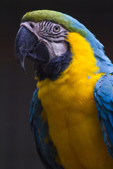 Macaw parrot