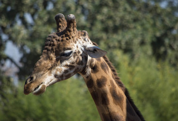 Giraffa Africana