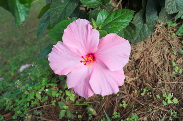 Beauty blossom of nature flower with leaf in the garden.