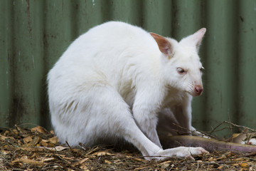 albino wallaby