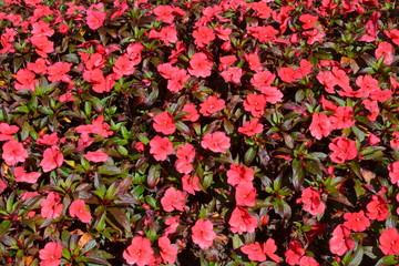 Background flowers and leaf in the garden at morning.