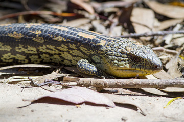 lizzard