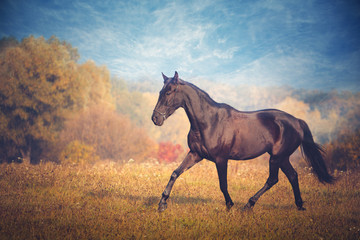 Fototapeta na wymiar Black horse galloping on the trees and sky background in autumn