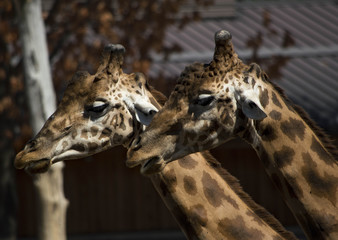 Giraffa Africana