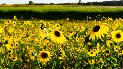 Wild Sunflowers 