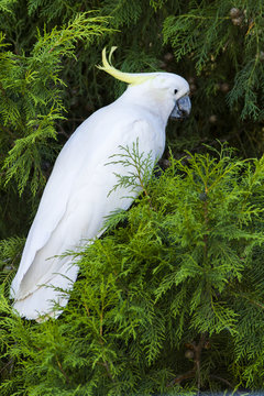 white cockatoo parot