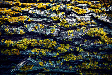 wood texture and background,old wood texture with green moss texture.