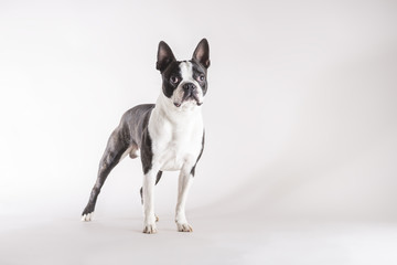 Full length of a young Boston Terrier dog