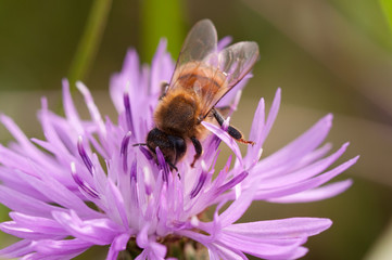 bee collects nectar on a Centaurea galicicae